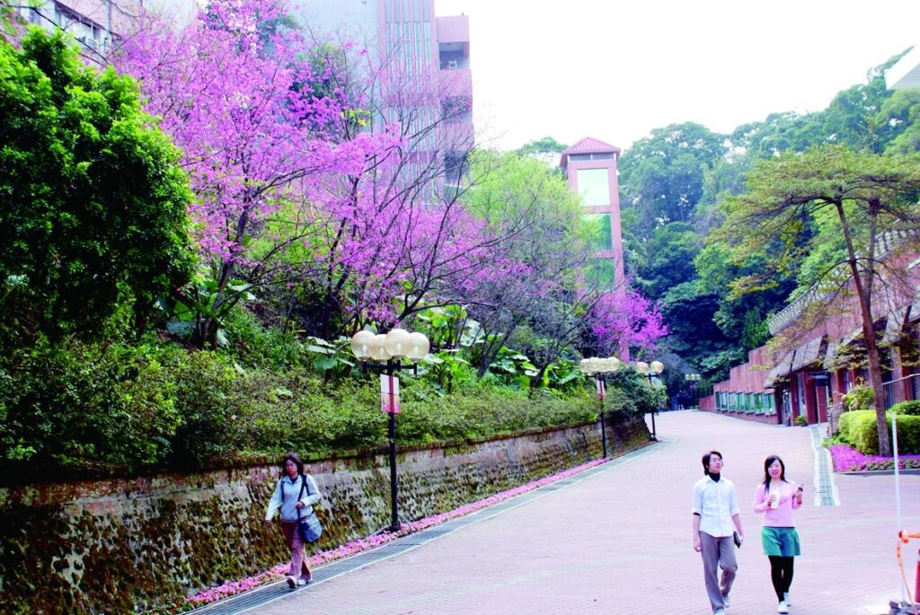 世新大學櫻花盛開